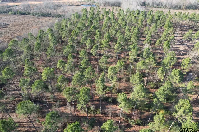 a view of a yard with plants and trees