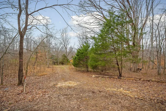 a view of a backyard with large trees