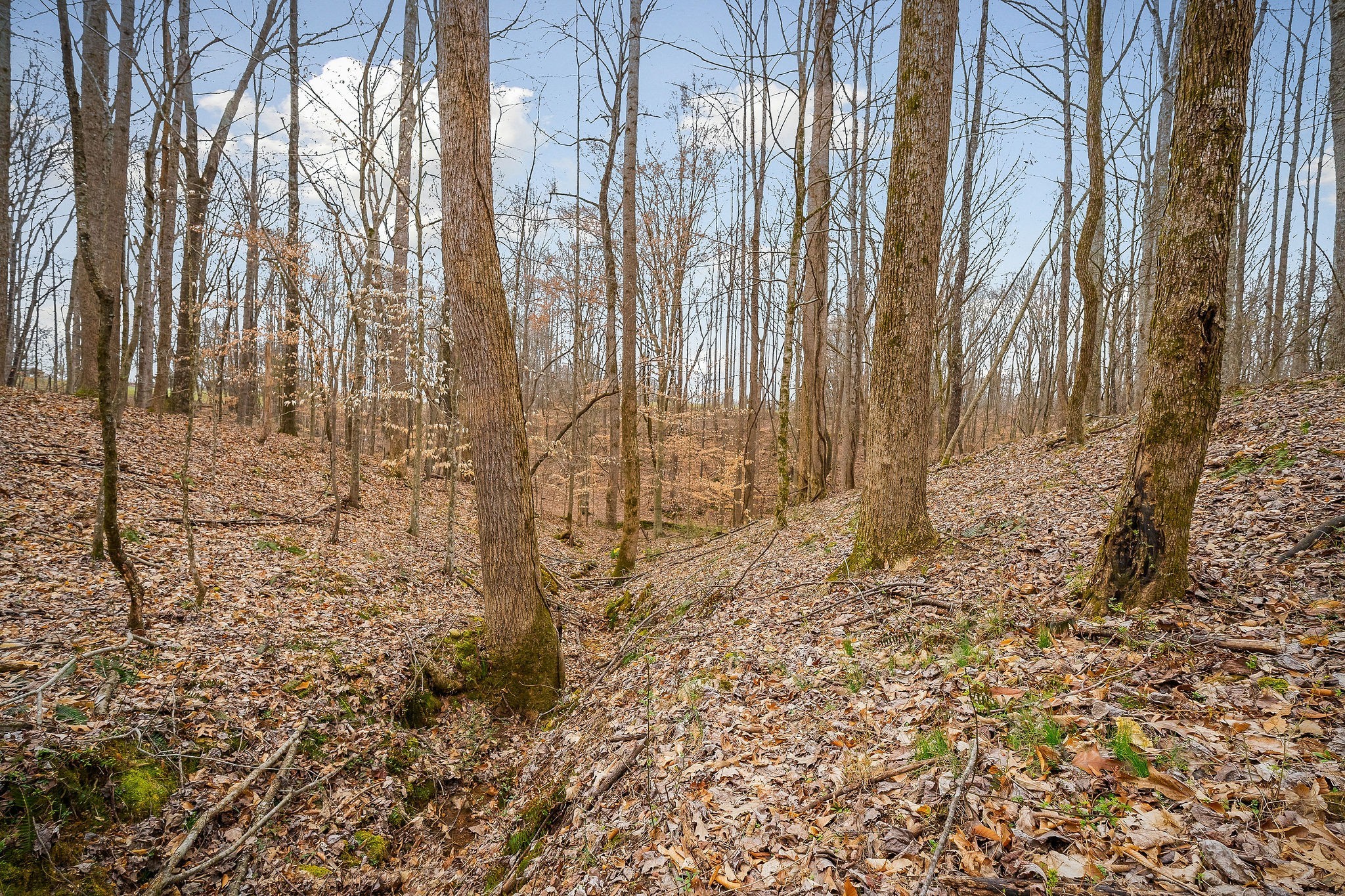 3944 Crawford Road Silver Point, TN 38582 - Photo 13 of 14 a view of a backyard of the house