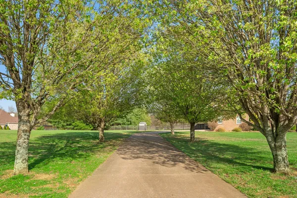 a view of a park with large trees