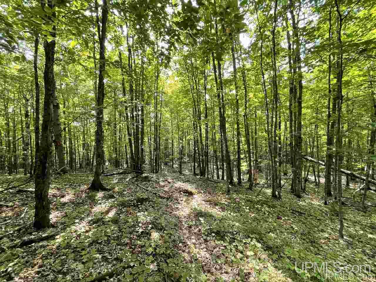 25367 Leo South Road Watton, MI 49970 - Photo 37 of 47 Gallery Image 37