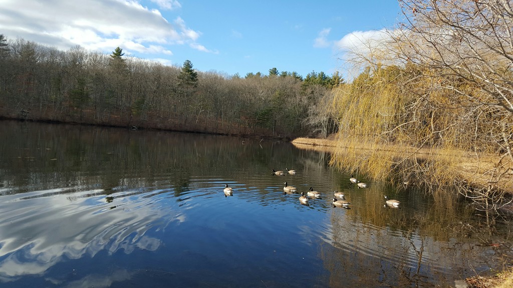 40 Bernard Road Grafton, MA 01536 - Photo 14 of 23 Gallery Image 14