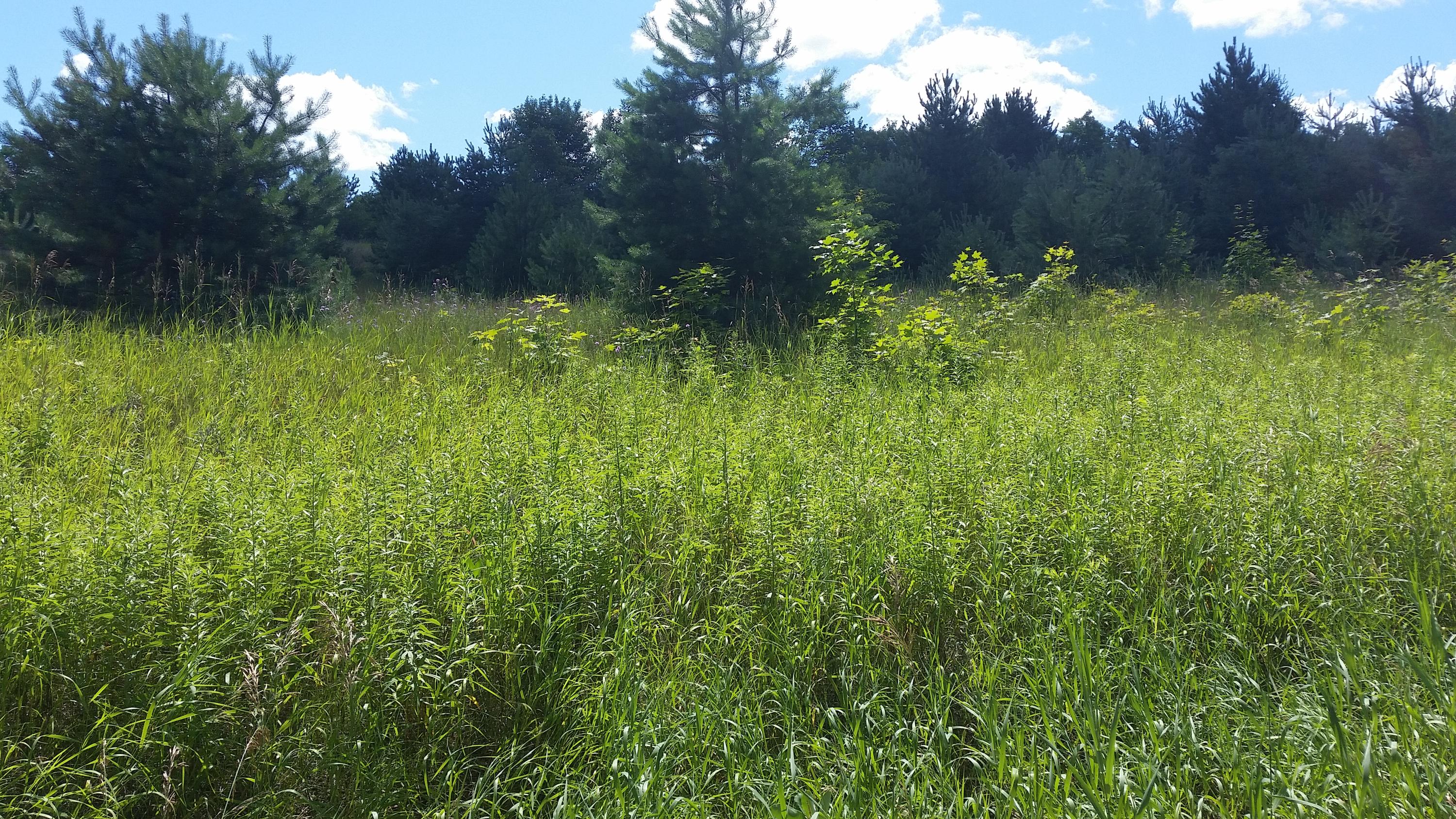 0 Rondo Road Wolverine, MI 49799 - Photo 15 of 41 Gallery Image 15