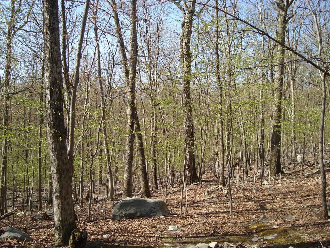 385 Saunders Drive Bushkill, PA 18324 - Photo 3 of 12 View of Yard and Greenbelt