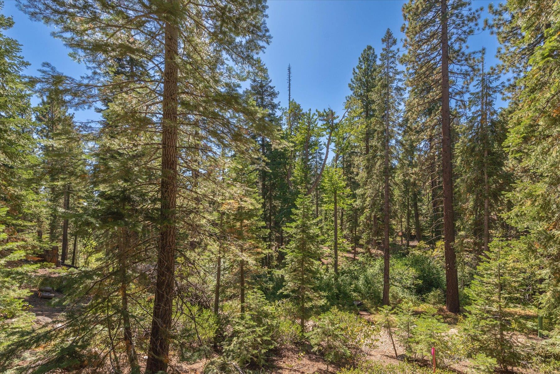 265 Old County Road Carnelian Bay, CA 96140 - Photo 10 of 28 a view of a forest