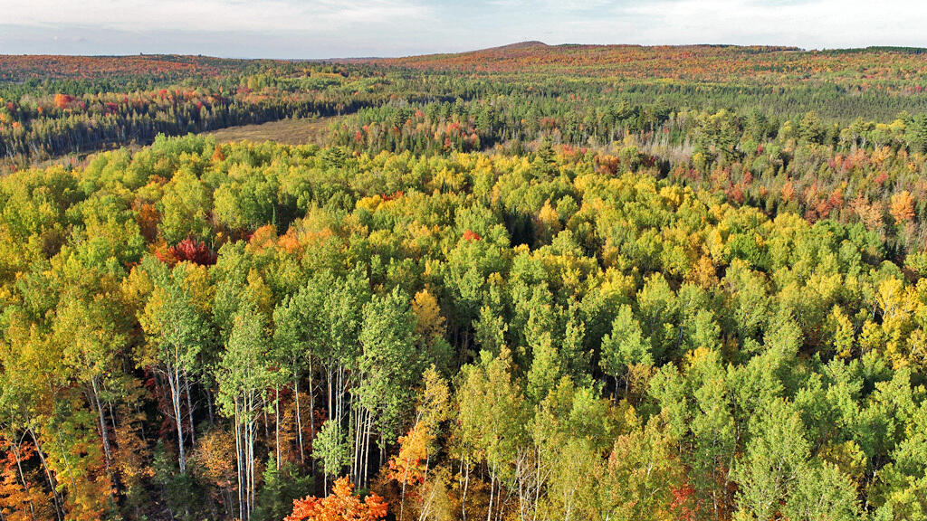 777 Bancroft Road Weston, ME 04424 - Photo 49 of 59 land-fall-foliage-behind-ho
