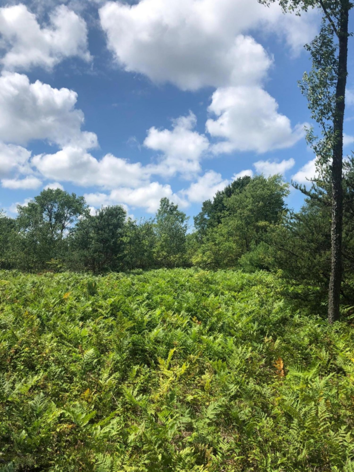 Healy Lake Road Kaleva, MI 49645 - Photo 11 of 18 IMG_5780