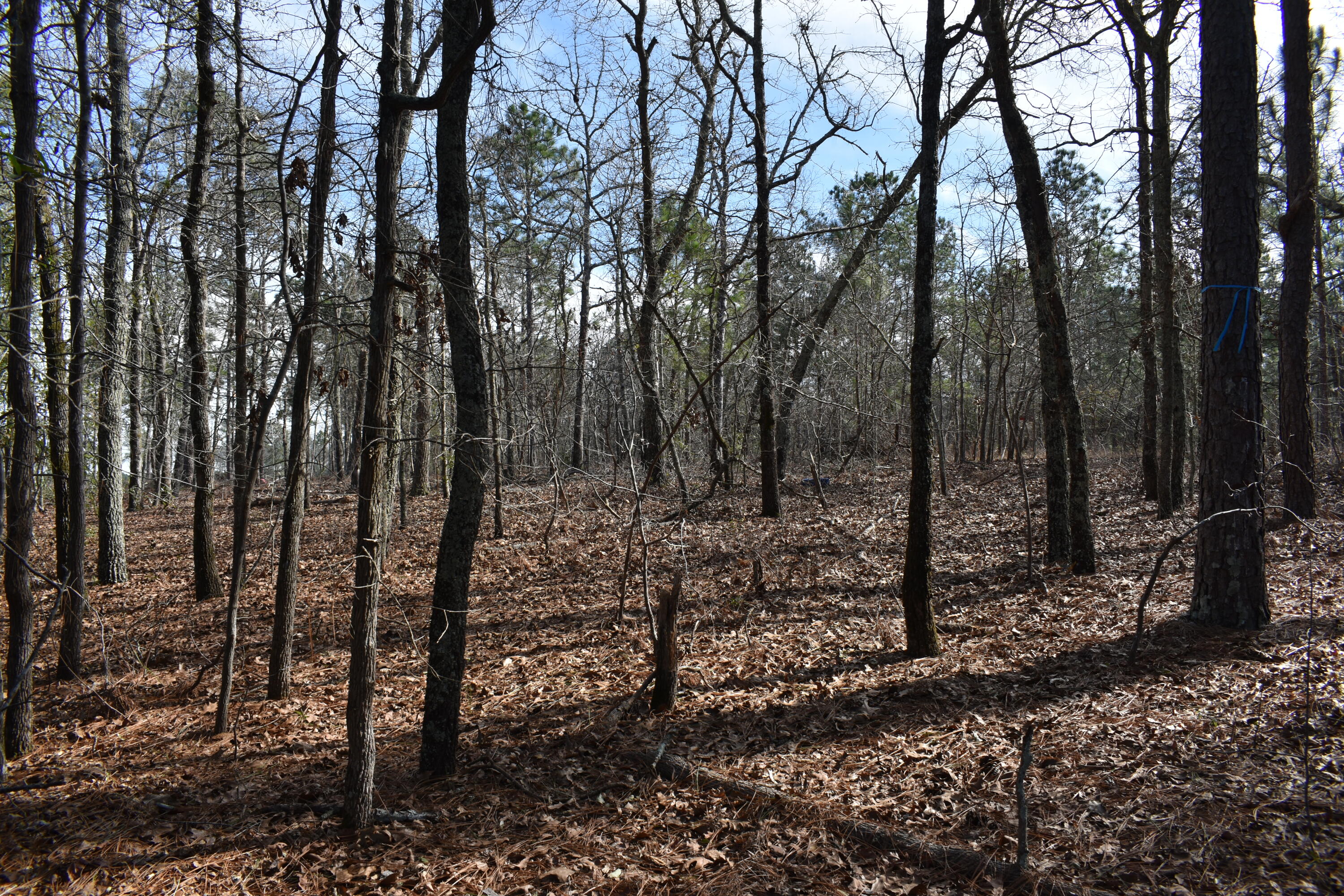 New Lot 1 New Road Windsor, SC 29856 - Photo 6 of 6