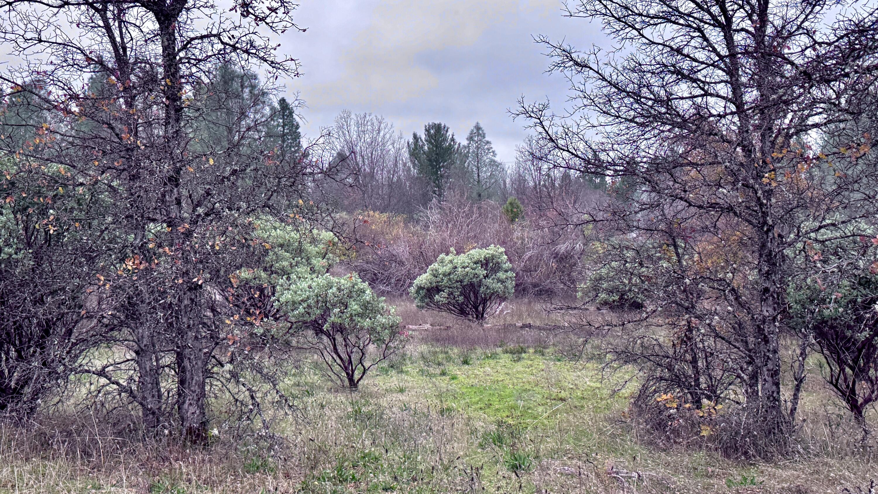 15.77 Acres Dittman Road Montgomery Creek, CA 96065 - Photo 13 of 26 FullSizeRender