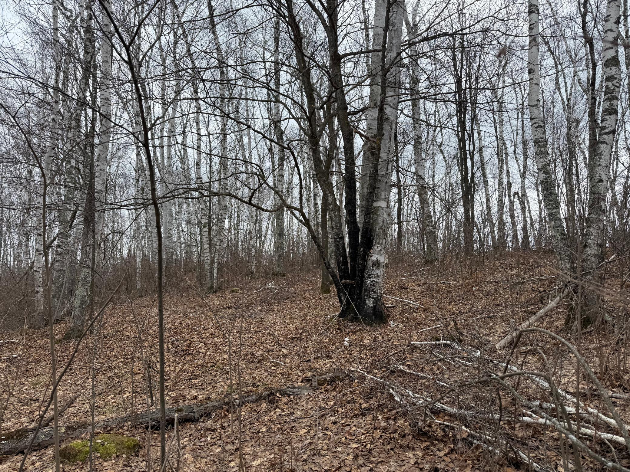 61613 Park Hills Road Bruno, MN 55712 - Photo 33 of 42