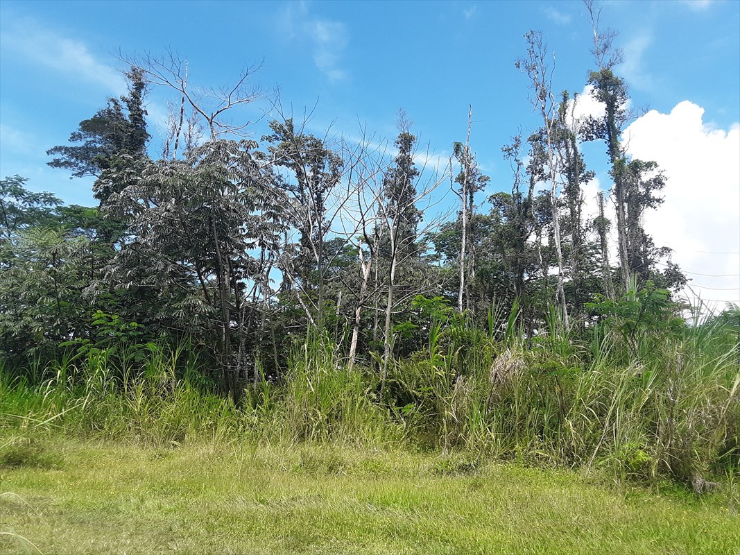 1 Forest Road Pahoa, HI 96778 - Photo 1 of 6 a view of a garden