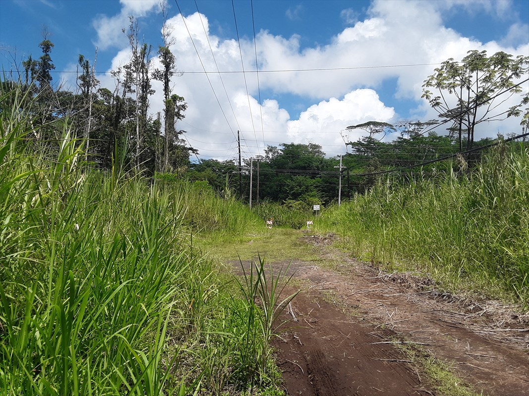 1 Forest Road Pahoa, HI 96778 - Photo 3 of 6 a view of a lake from a yard