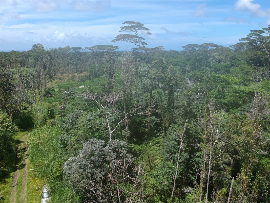 1 Forest Road Pahoa, HI 96778 - Photo 4 of 6 a view of a city with lush green forest