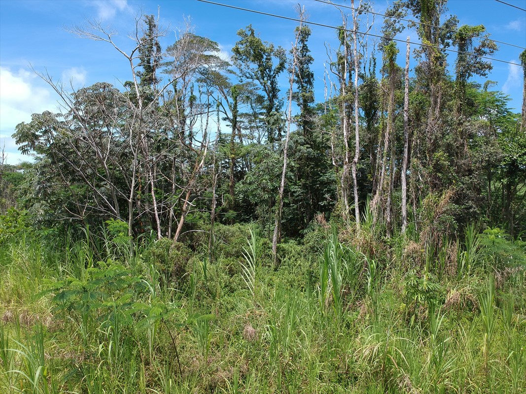 1 Forest Road Pahoa, HI 96778 - Photo 6 of 6 a view of a plant in a garden