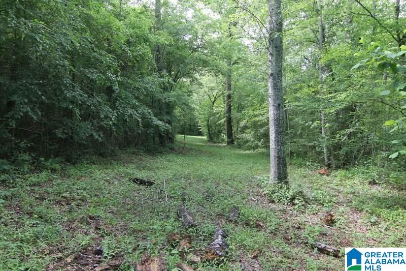 534 County Road, Unit 35± ACRES Woodland, AL 36280 - Photo 5 of 12