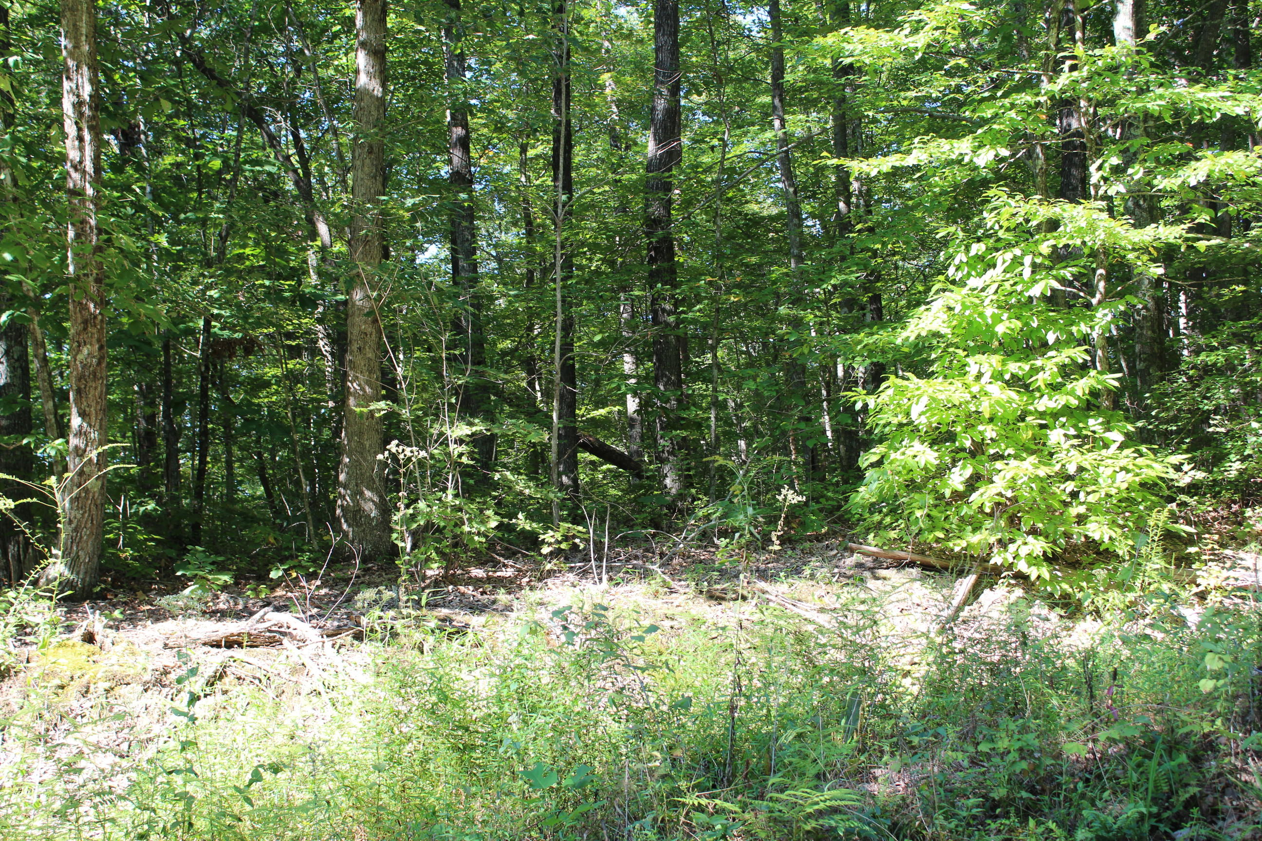 Basin Road Jamestown, TN 38556 - Photo 3 of 7 003