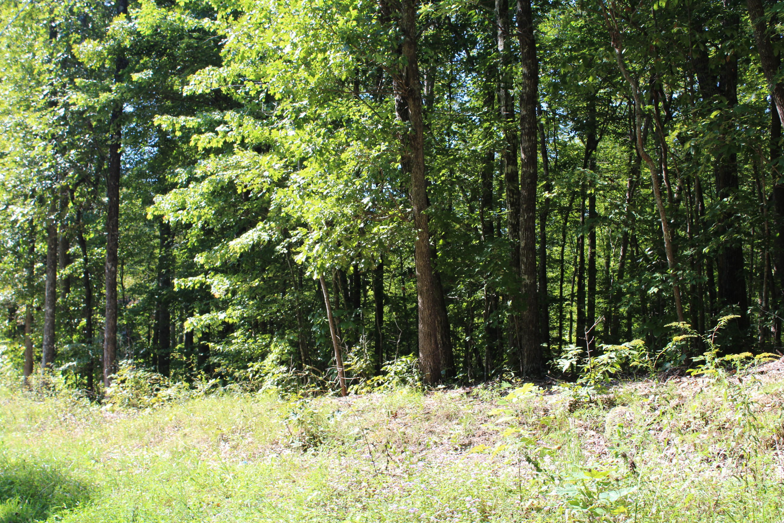Basin Road Jamestown, TN 38556 - Photo 4 of 7 004