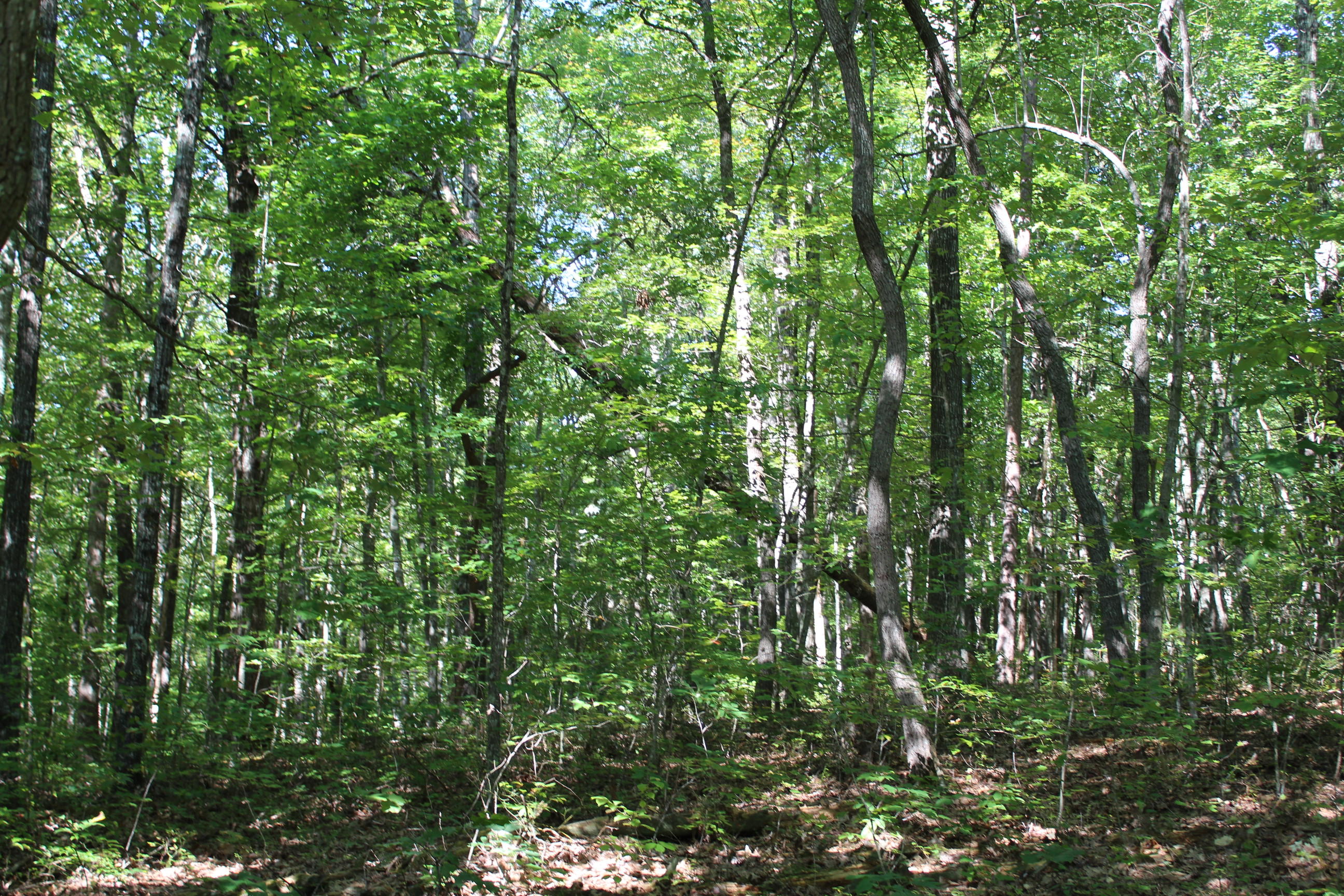 Basin Road Jamestown, TN 38556 - Photo 5 of 7 005