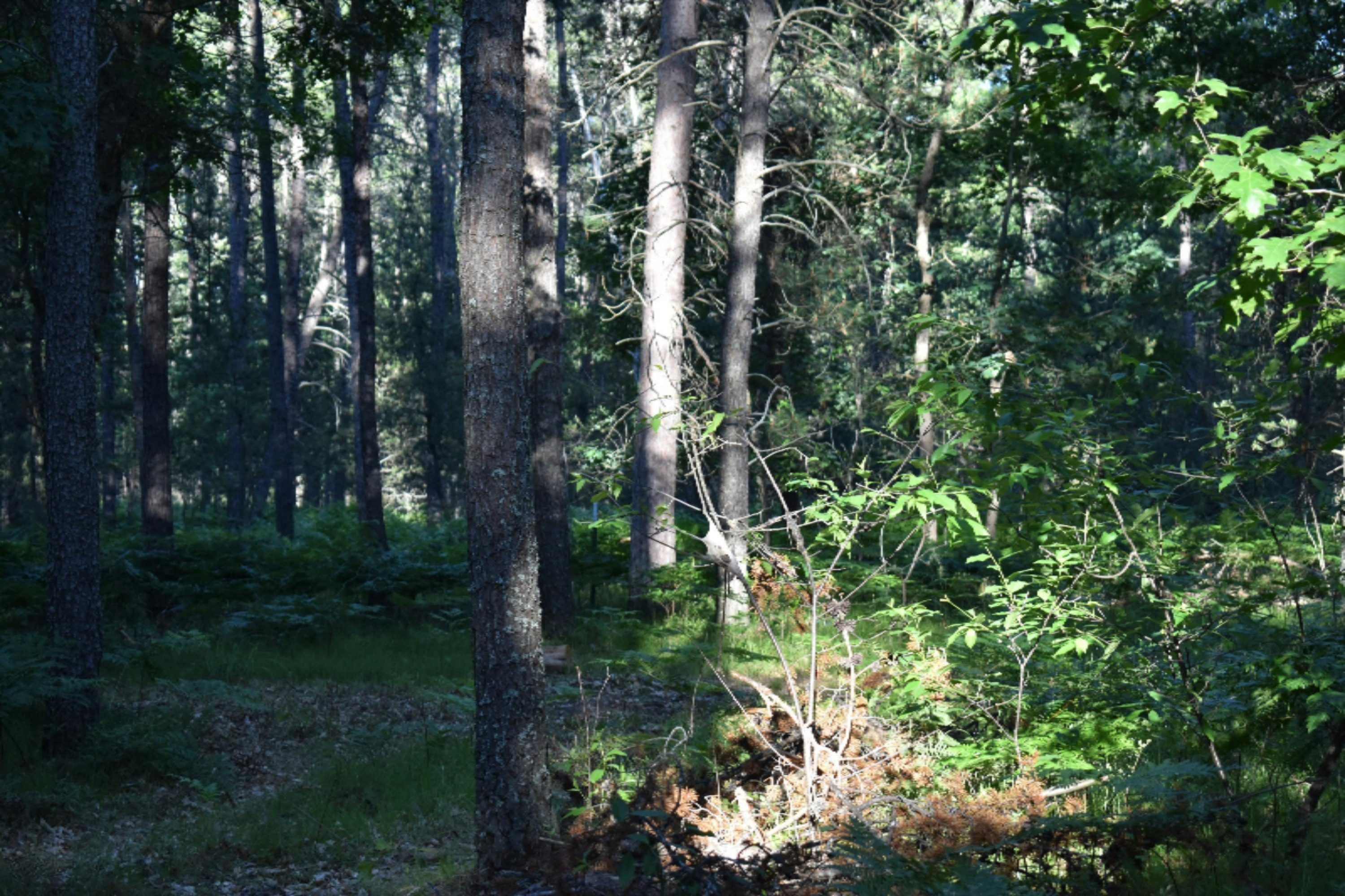 5430 North May Road Luther, MI 49656 - Photo 22 of 22 DSC_0876