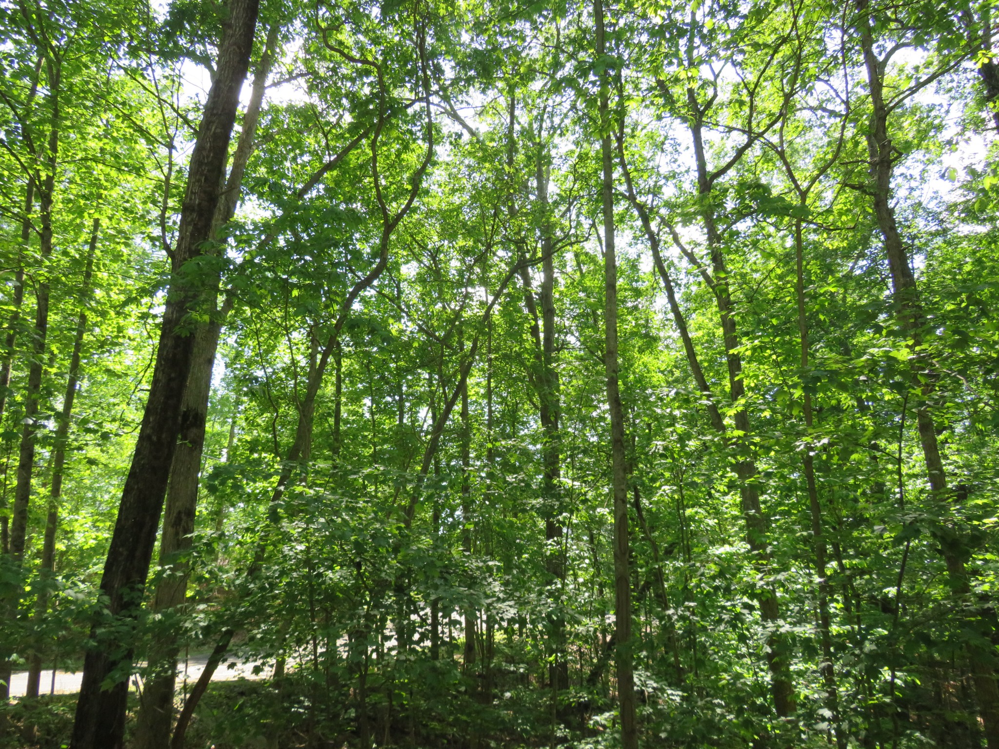 423 Bear Court Monteagle, TN 37356 - Photo 33 of 34 a view of a lush green forest