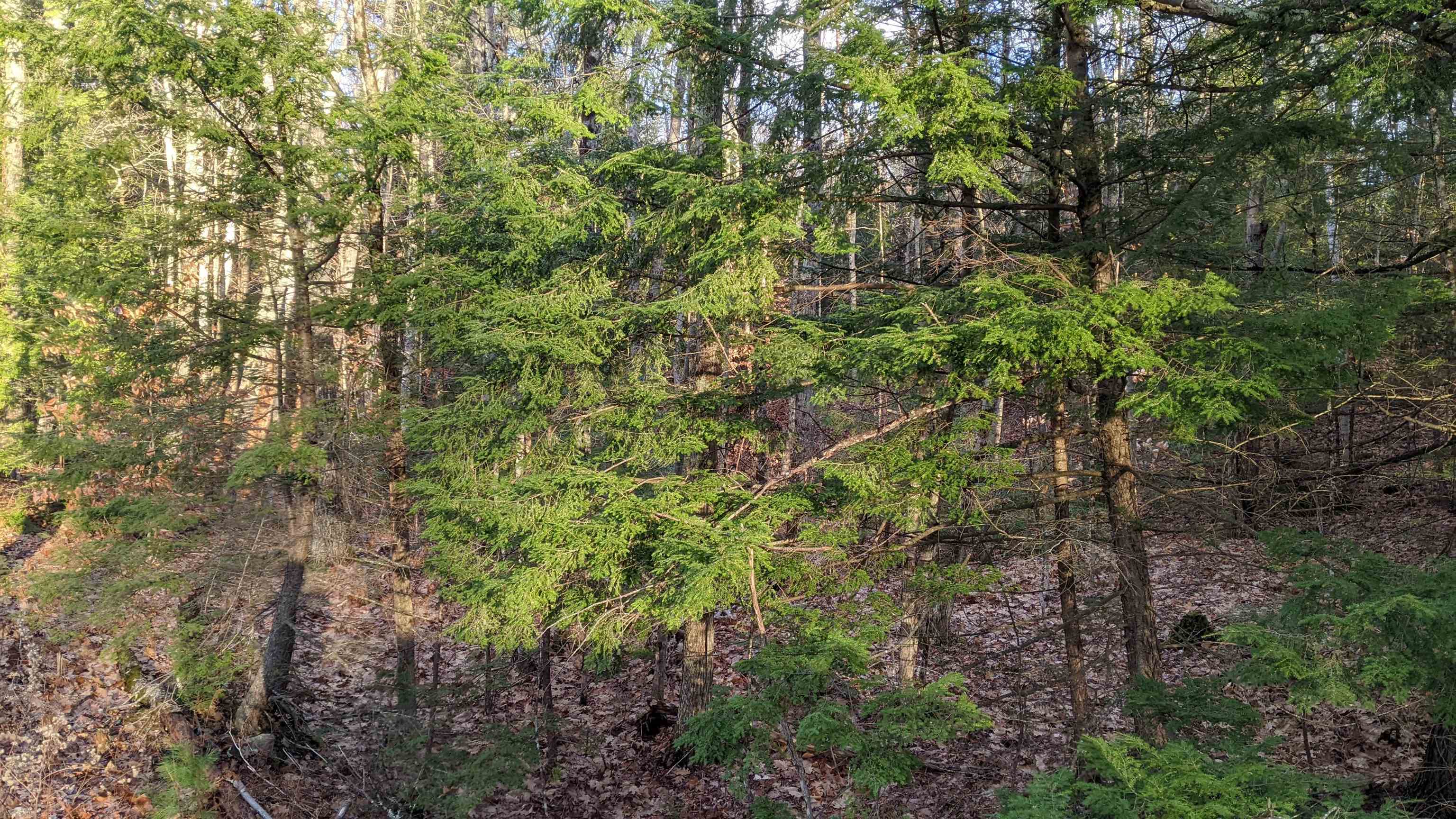 12 Perry Brook Road Chichester, NH 03258 - Photo 12 of 13