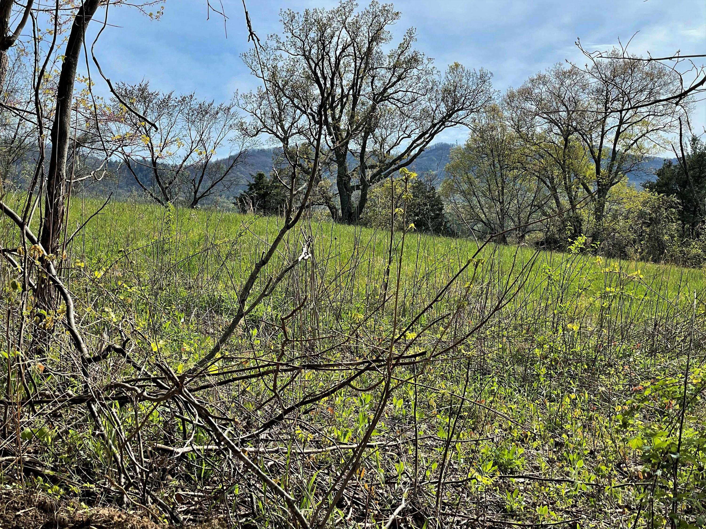 Tweed Springs Road Greeneville, TN 37743 - Photo 12 of 17 11