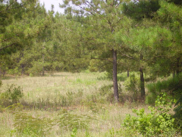 0 McGuffee Road, Unit LOT 6 Jackson, MS 39209 - Photo 1 of 1 Photo 1