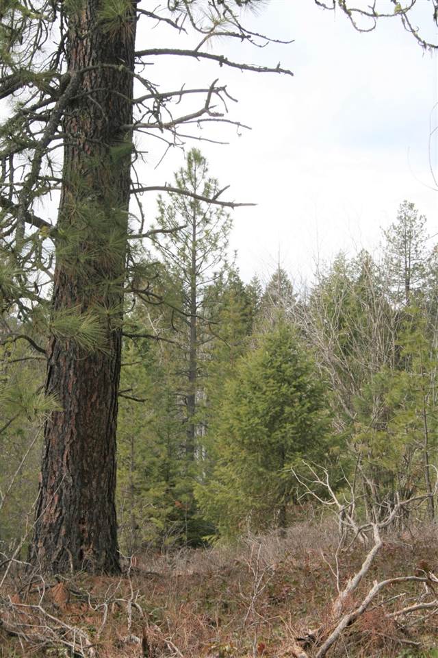 0 Stephenson Road Clayton, WA 99110 - Photo 15 of 20
