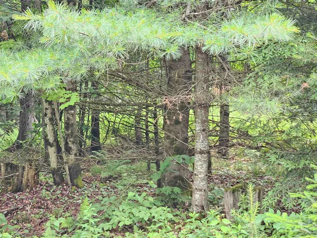 $250,000 | 101 New Boston Road, Lyndonville, VT 05851