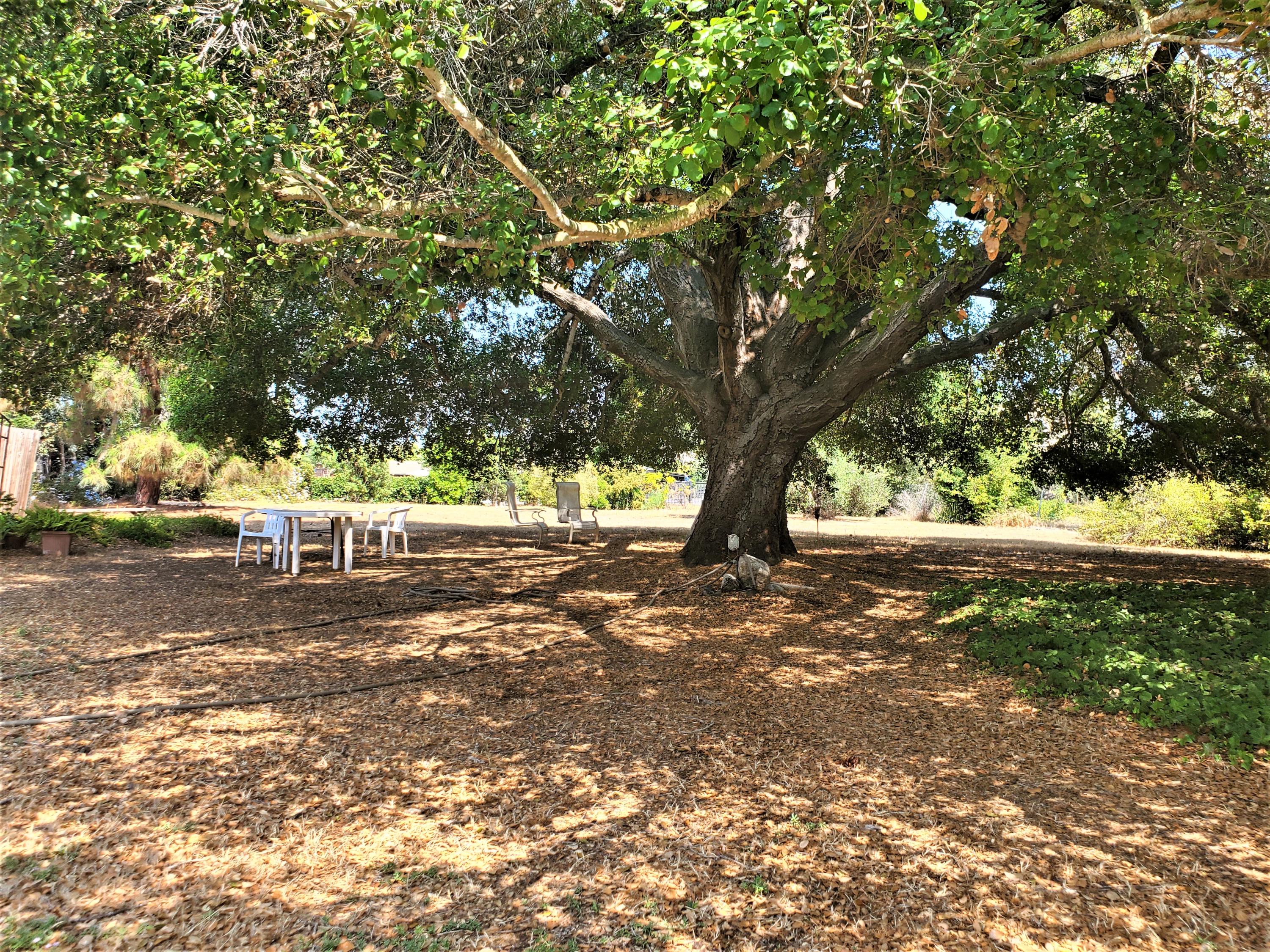 220 Arboleda Road Santa Barbara, CA 93110 - Photo 5 of 6 Majestic oak