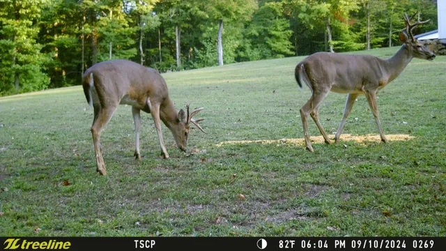 $875,000 | 5382 Highway 49, Vanleer, TN 37181