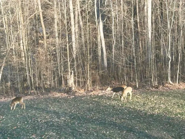 $875,000 | 5382 Highway 49, Vanleer, TN 37181