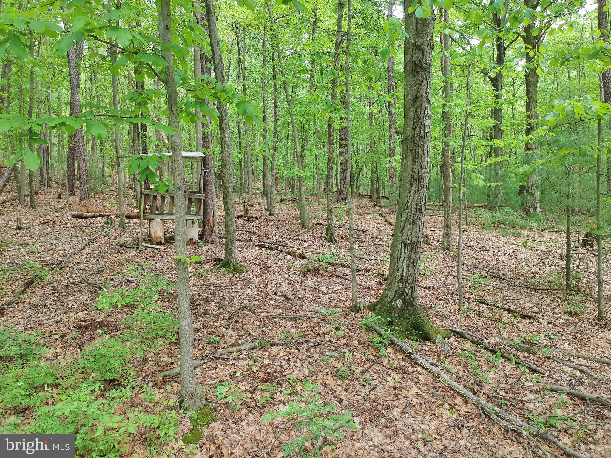 4741 E Back Road Halifax, PA 17032 - Photo 22 of 34 a view of a yard with lots of green space