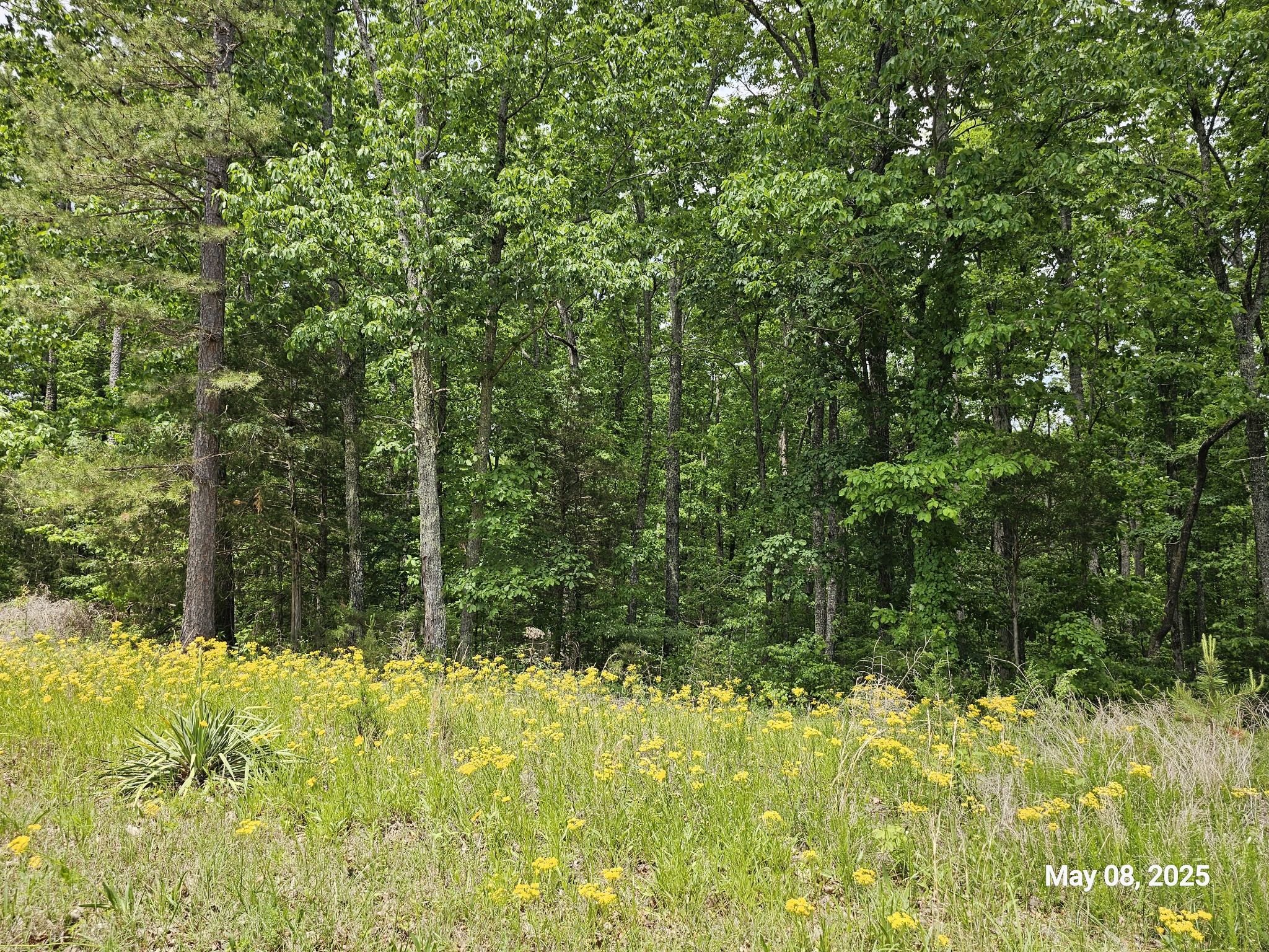 0 Shirley Road Waynesboro, TN 38485 - Photo 6 of 8 Gallery Image 6