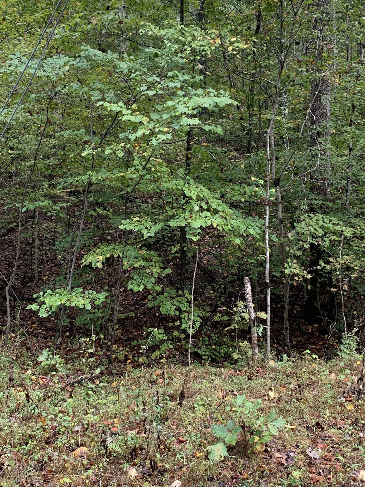 0 Brazzell Road Dickson, TN 37055 - Photo 3 of 11 a view of a forest with a trees