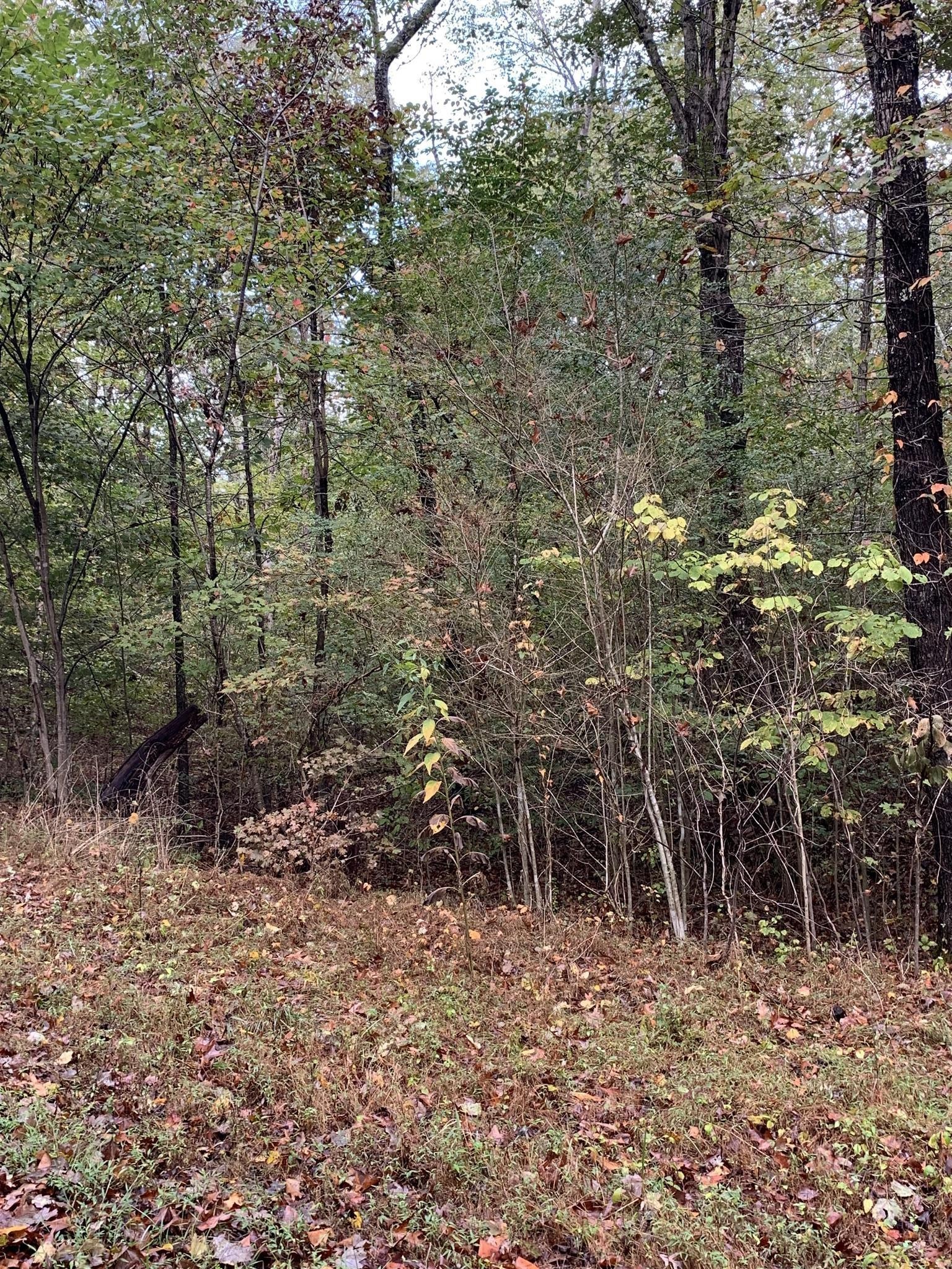 0 Brazzell Road Dickson, TN 37055 - Photo 5 of 11 a view of a forest with trees