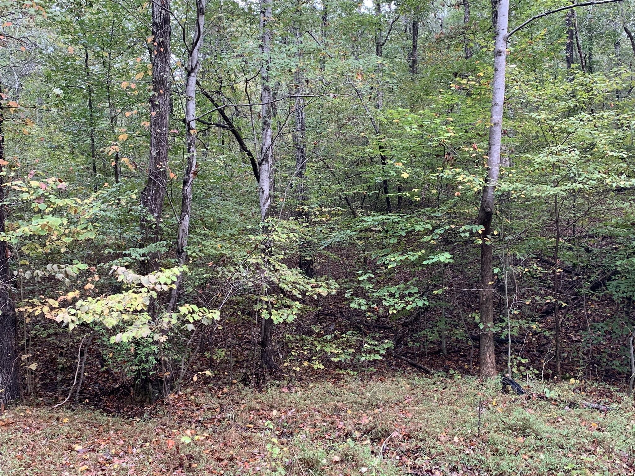 0 Brazzell Road Dickson, TN 37055 - Photo 6 of 11 a view of a forest filled with trees