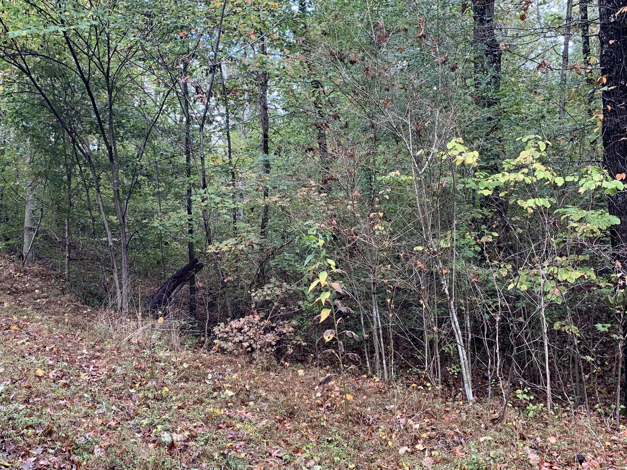 0 Brazzell Road Dickson, TN 37055 - Photo 8 of 11 a view of a forest filled with trees