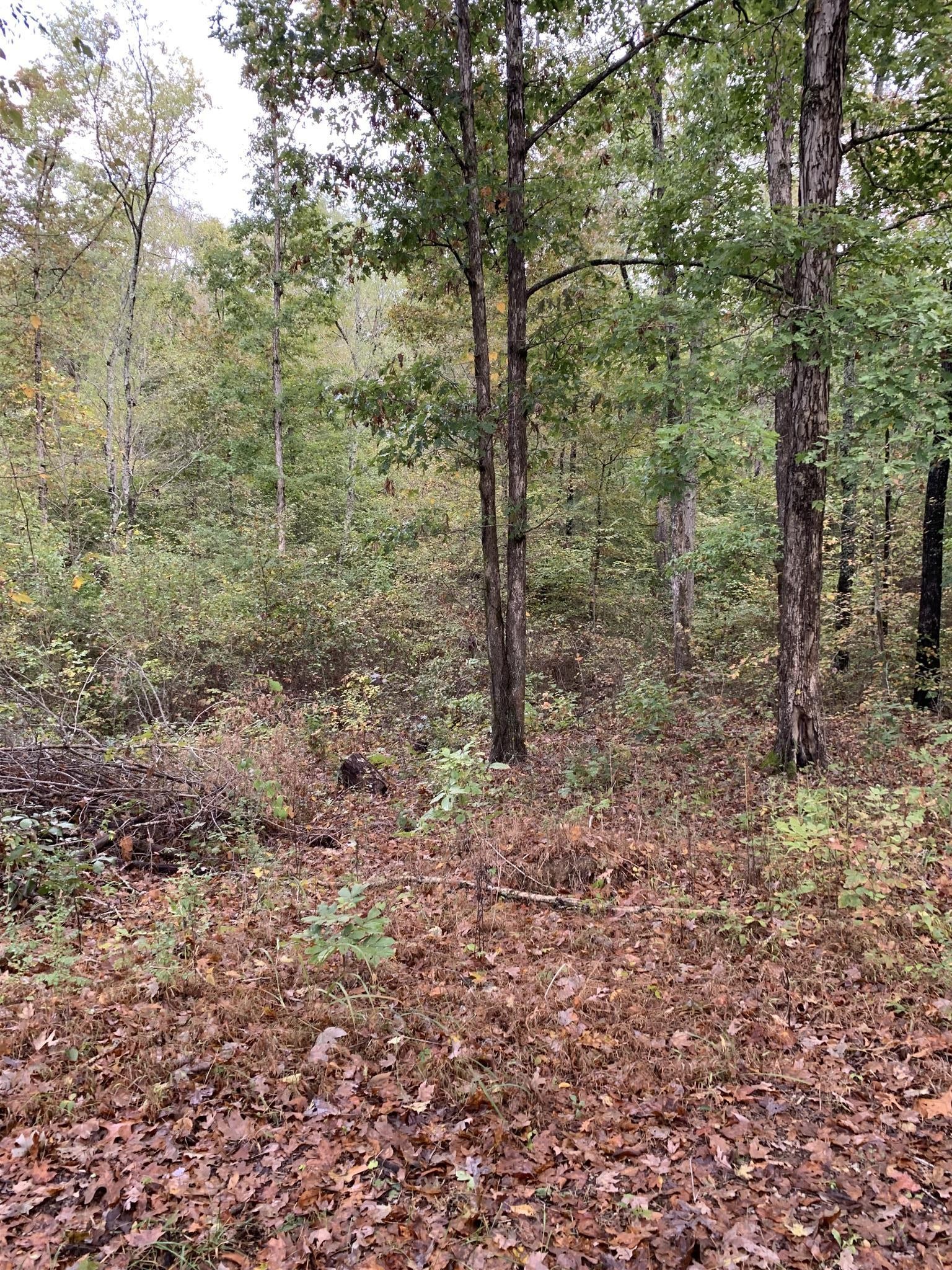0 Brazzell Road Dickson, TN 37055 - Photo 9 of 11 a view of a forest with trees