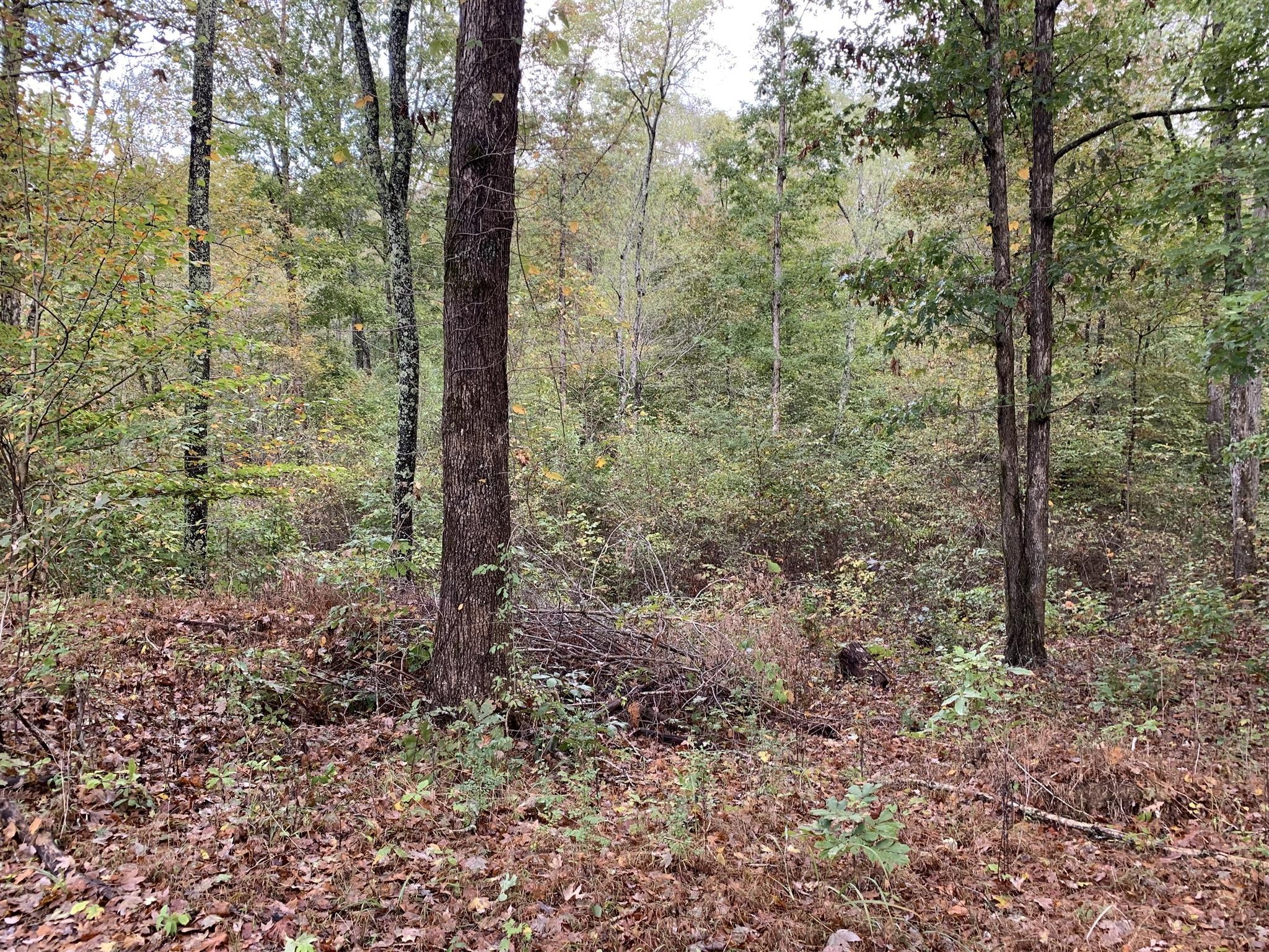 0 Brazzell Road Dickson, TN 37055 - Photo 10 of 11 a view of a forest with trees