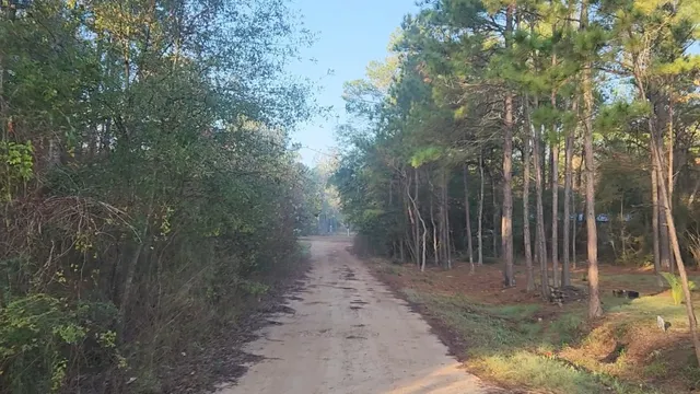 a view of a park with large trees