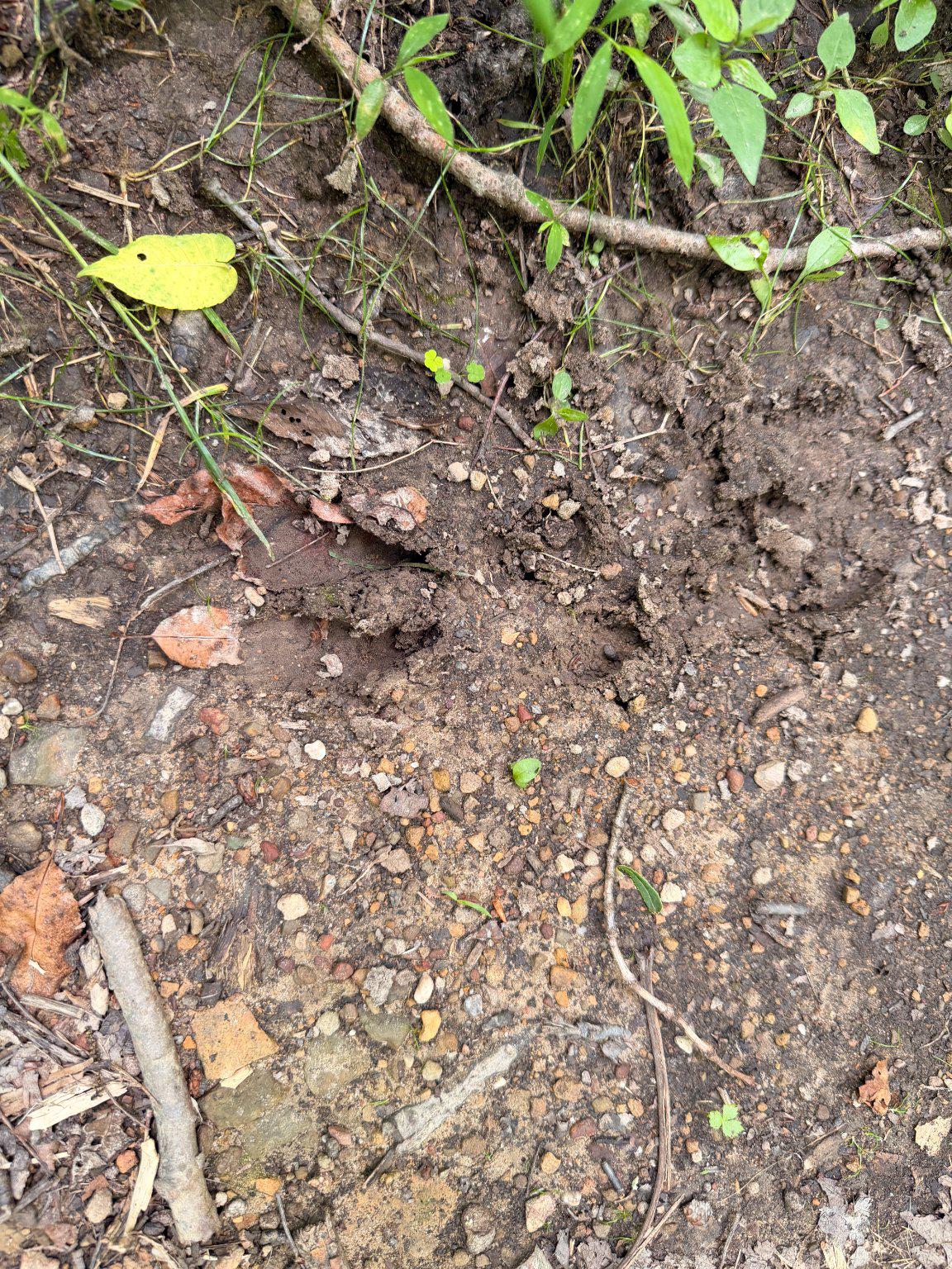 14600 Williams Road Southeast Cumberland, MD 21502 - Photo 17 of 122 Whitetail tracks