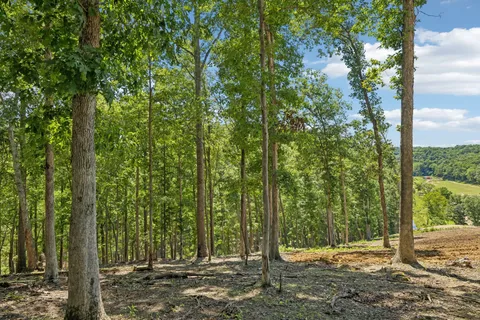 a view of a forest with trees
