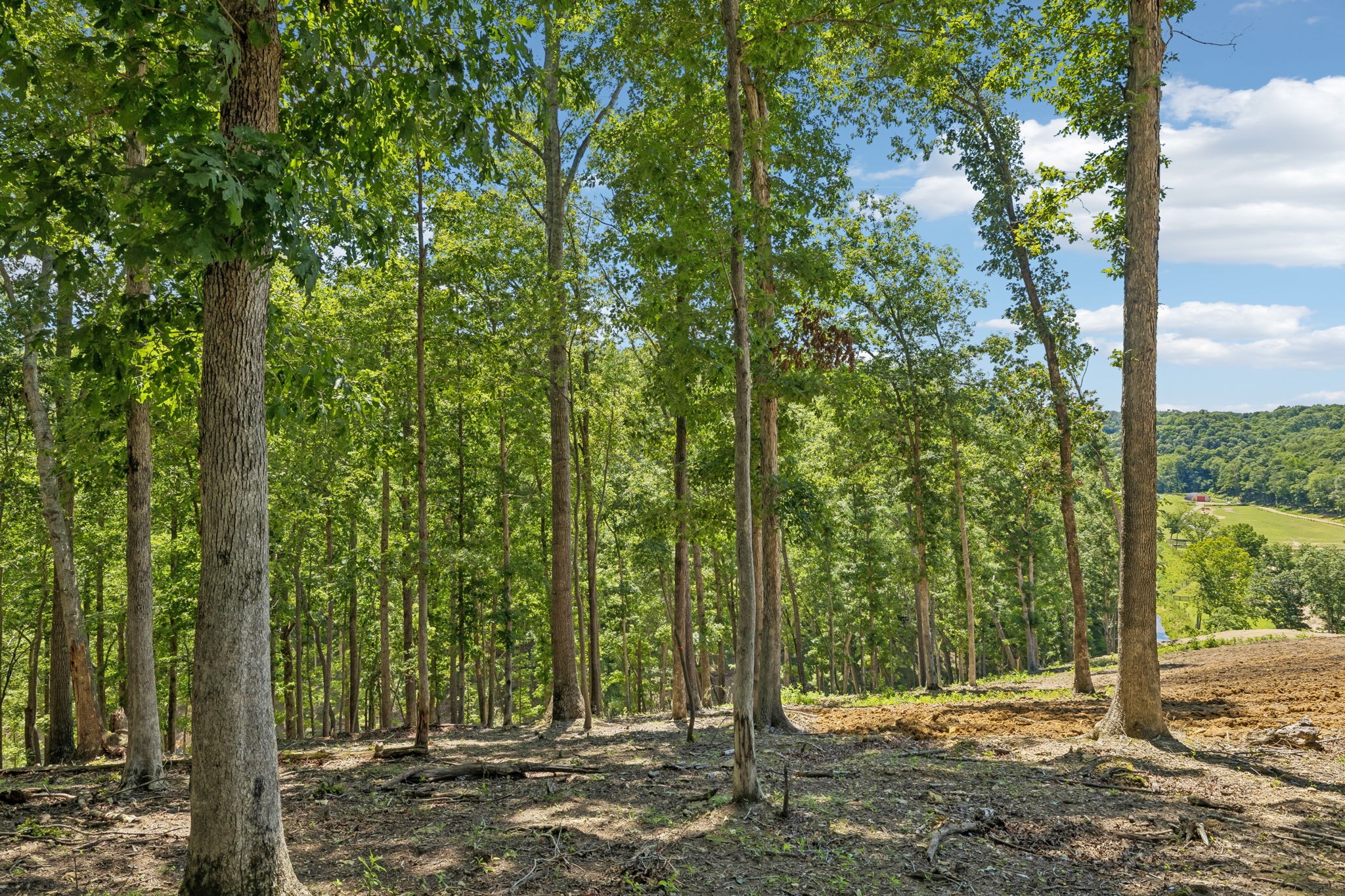 0 Axis Ridge Joelton, TN 37080 - Photo 6 of 19 a view of a forest with trees
