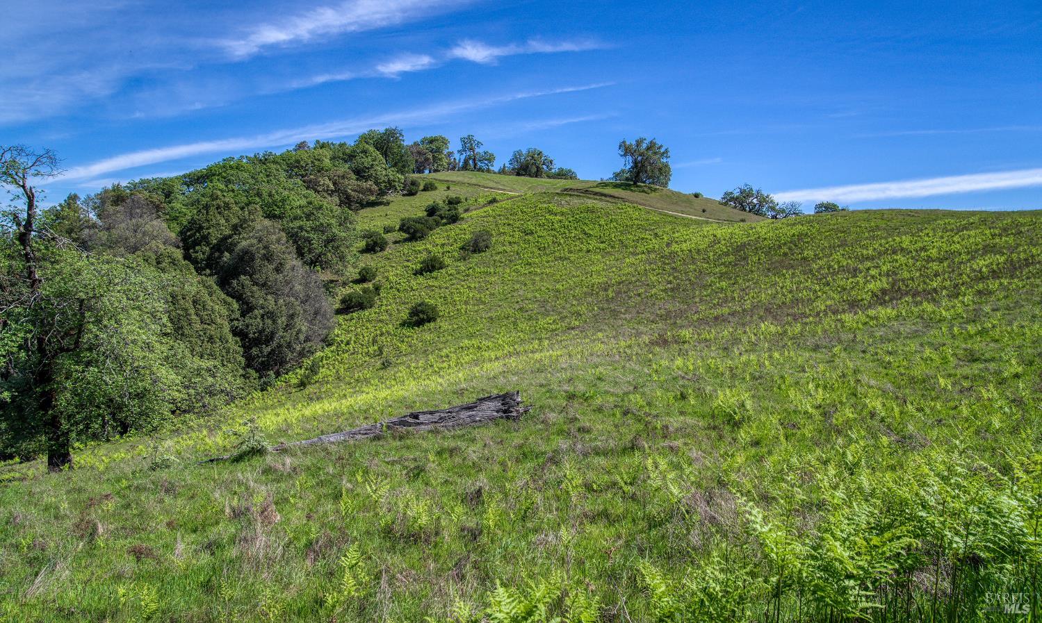 12300 Skaggs Springs Road Geyserville, CA 95441 - Photo 56 of 68 a view of a green field with lots of bushes