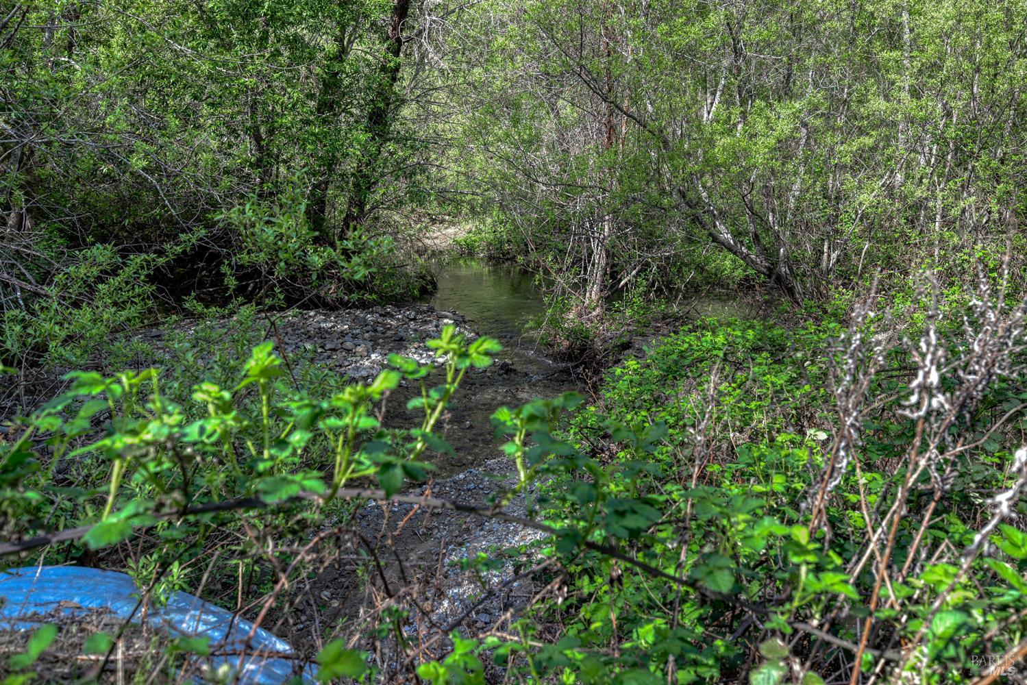 12300 Skaggs Springs Road Geyserville, CA 95441 - Photo 6 of 68 a plant view in yard