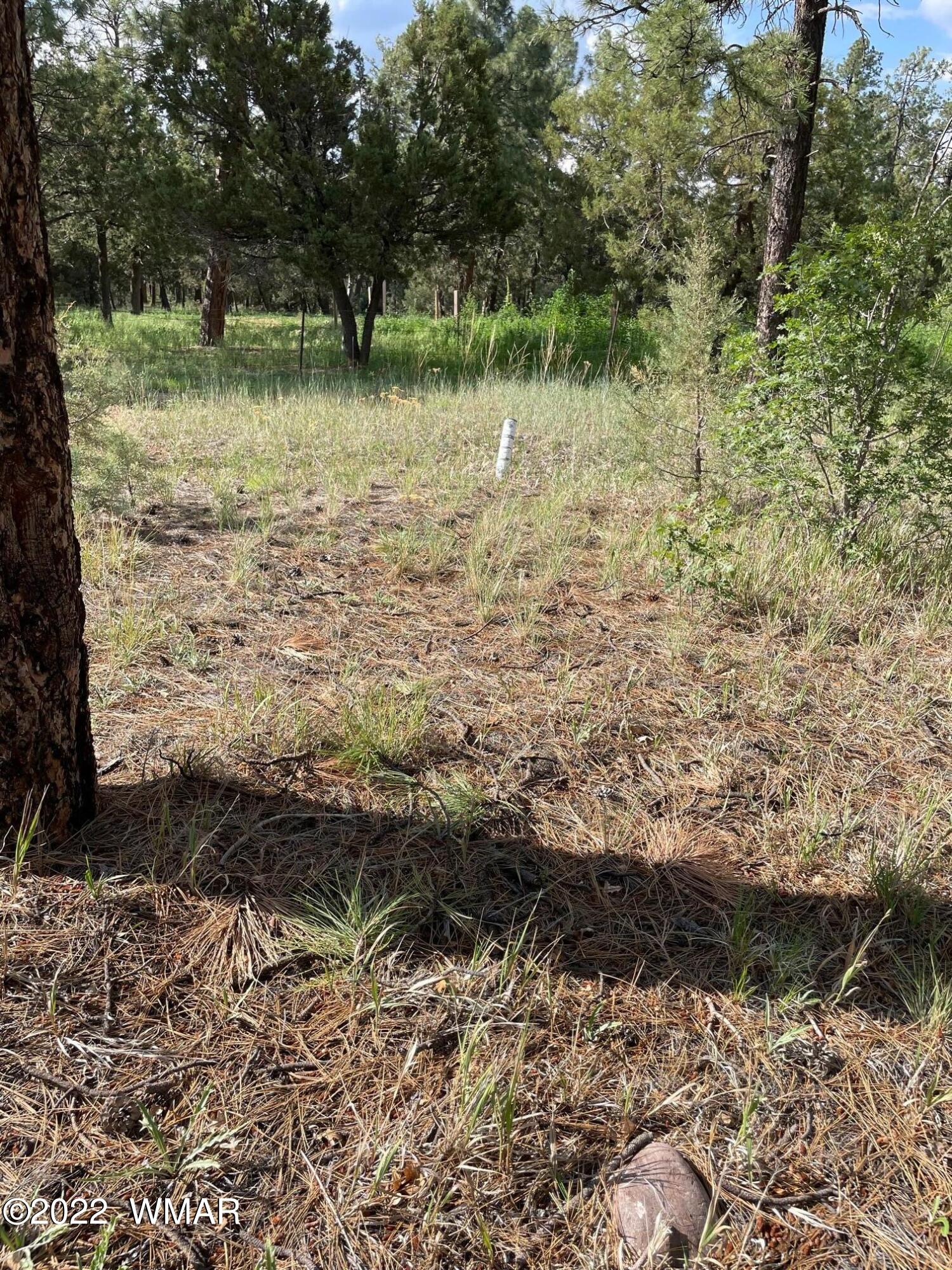 1800 West Rim Road Lakeside, AZ 85929 - Photo 2 of 9