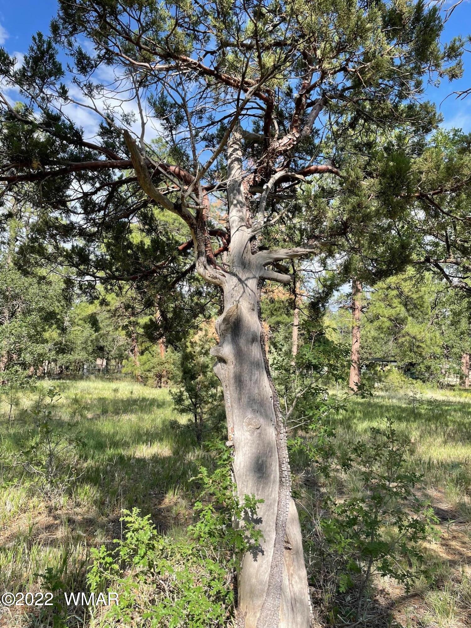 1800 West Rim Road Lakeside, AZ 85929 - Photo 5 of 9