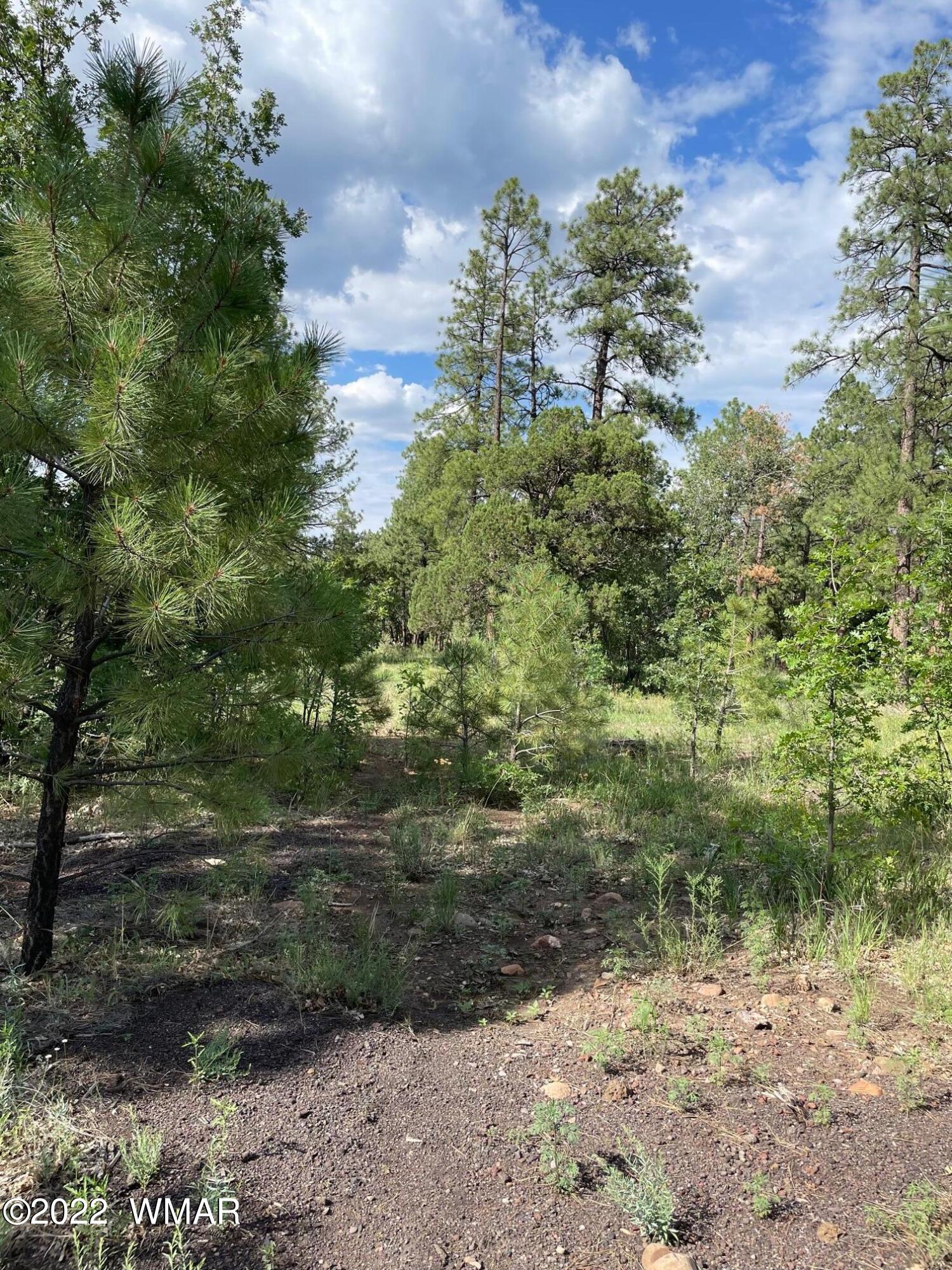 1800 West Rim Road Lakeside, AZ 85929 - Photo 6 of 9