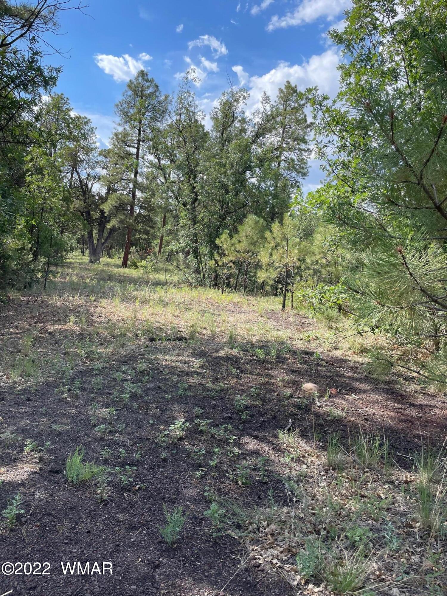 1800 West Rim Road Lakeside, AZ 85929 - Photo 7 of 9